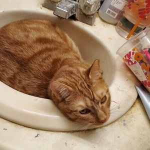 Meet your Posher, Judy